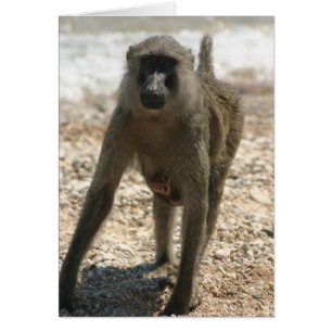 Baboon and Baby