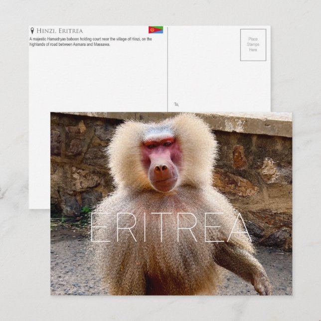 Baboon at Hinzi, Eritrea Travel Postcard (Front/Back)