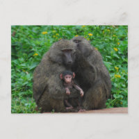 Baboon Family