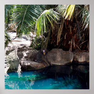 Baboon In Paradise, Poster