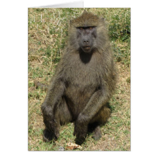 Baboon male