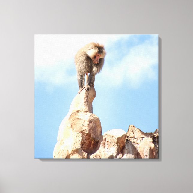 Baboon monkey on top of a mountain canvas print (Front)