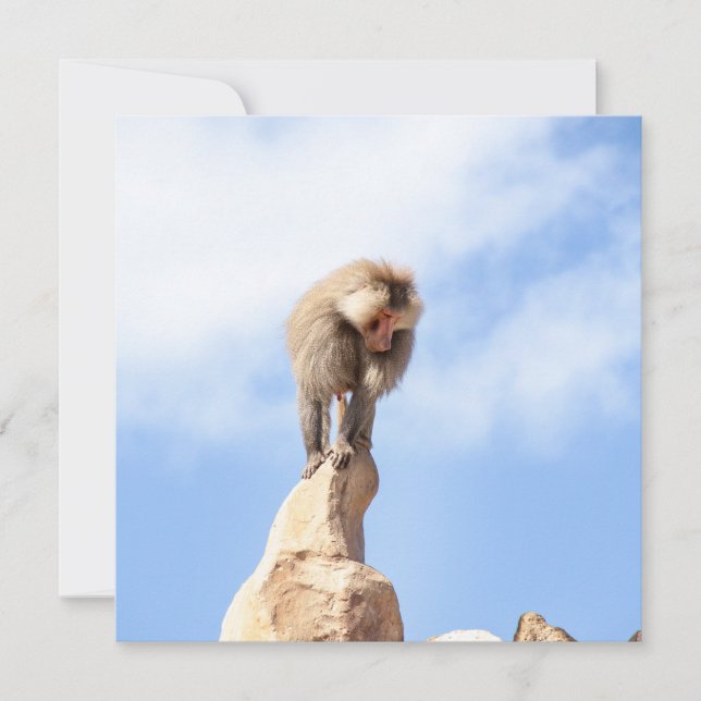 Baboon monkey on top of a mountain card (Front)