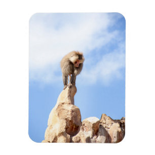 Baboon monkey on top of a mountain magnet