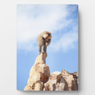 Baboon monkey on top of a mountain plaque