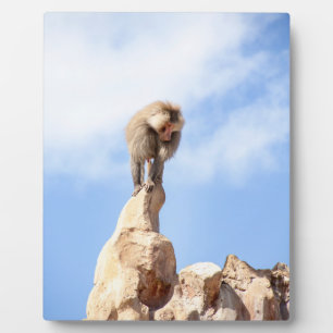 Baboon monkey on top of a mountain plaque