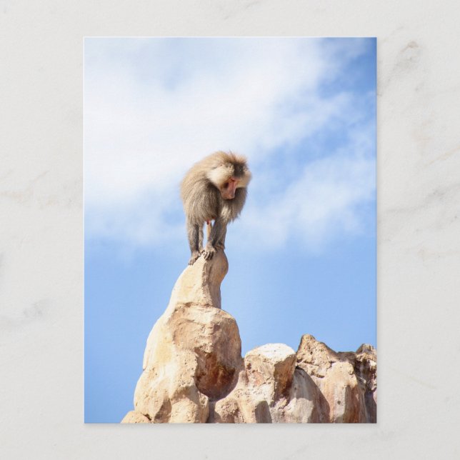 Baboon monkey on top of a mountain postcard (Front)