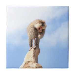 Baboon monkey on top of a mountain tile