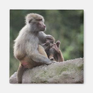 Baboon mother nursing her young magnet