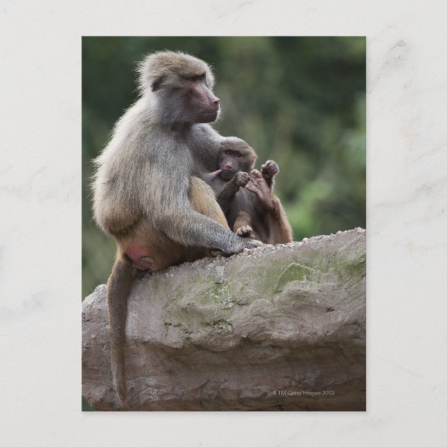 Baboon mother nursing her young postcard (Front)