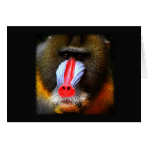 Baboon Portrait