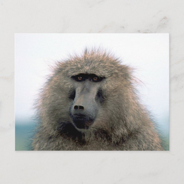 Baboon Postcard (Front)