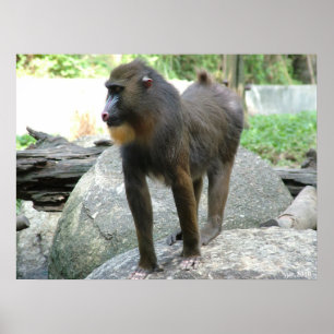 Baboon Poster