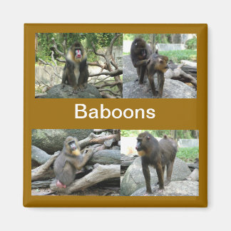 baboons magnet