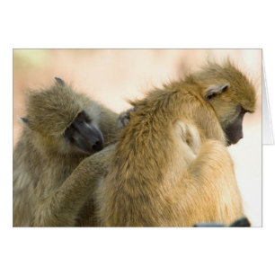 Baboons South Luwanga