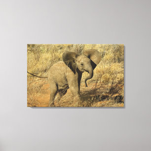 Baby African Elephant, Loxodonta Africana, Canvas Print