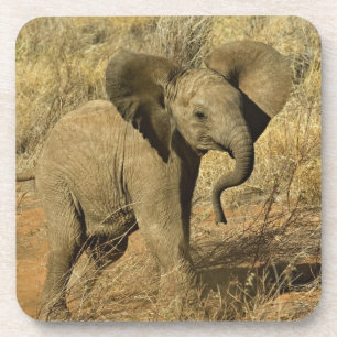 Baby African Elephant, Loxodonta Africana, Coaster