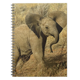 Baby African Elephant, Loxodonta Africana, Spiral Notebook