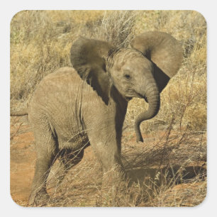 Baby African Elephant, Loxodonta Africana, Square Sticker