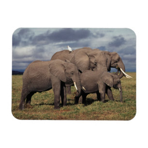 Baby African Elephant with family Magnet