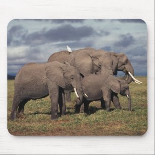 Baby African Elephant with family Mouse Pad