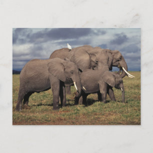 Baby African Elephant with family Postcard