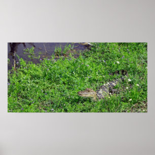 Baby Alligator Poster