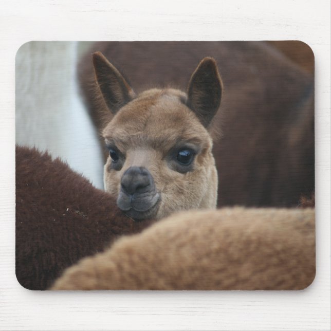 Baby Alpaca Mouse Pad (Front)