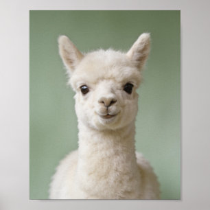 Baby Alpaca Portrait – Cute Nursery Animal Wall Ar Poster