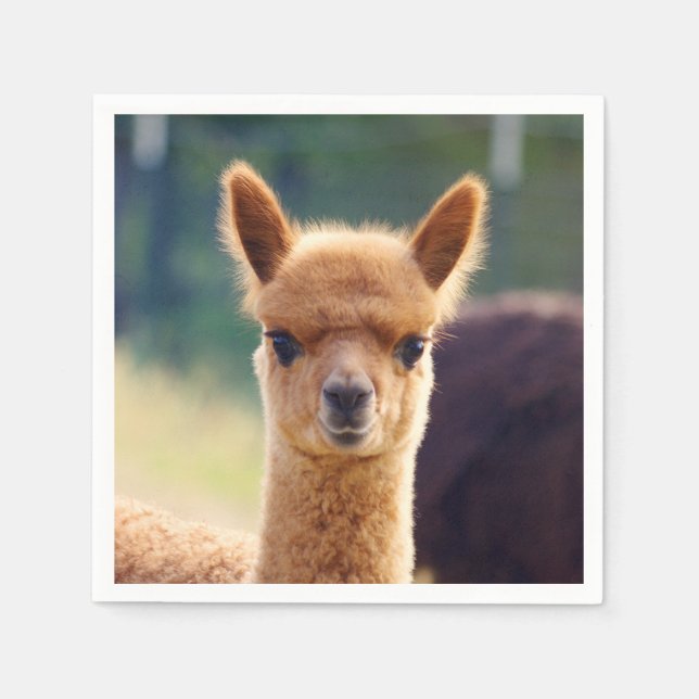 Baby Alpaca Standard Cocktail Napkin (Front)