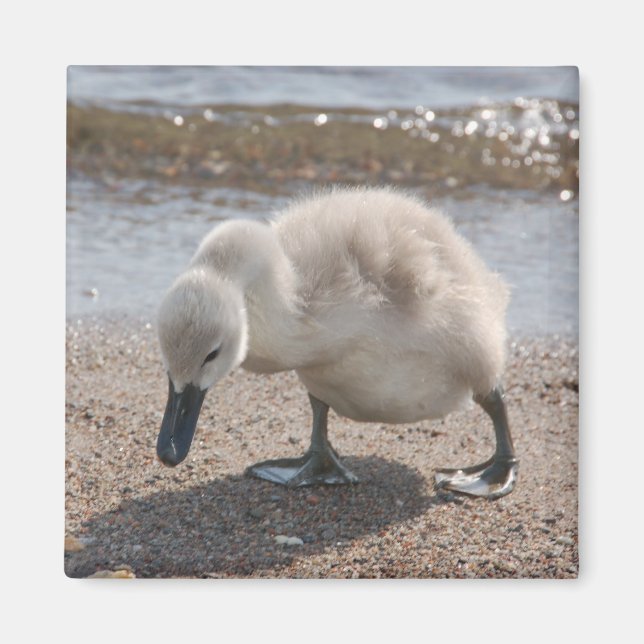 Baby Animal Swan Magnet (Front)