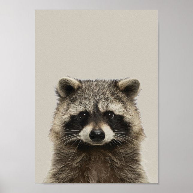 Baby Animals Nursery Poster - Racoon (Front)
