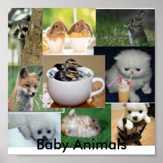 Baby animals poster