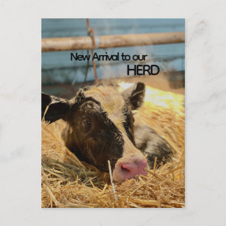 Baby Announcement Postcard