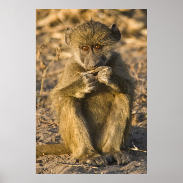 Baby Baboon Monkey Africa sitting Poster (Front)