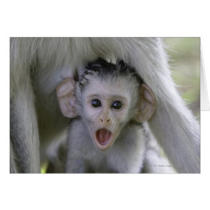 Baby baboon underneath its mother