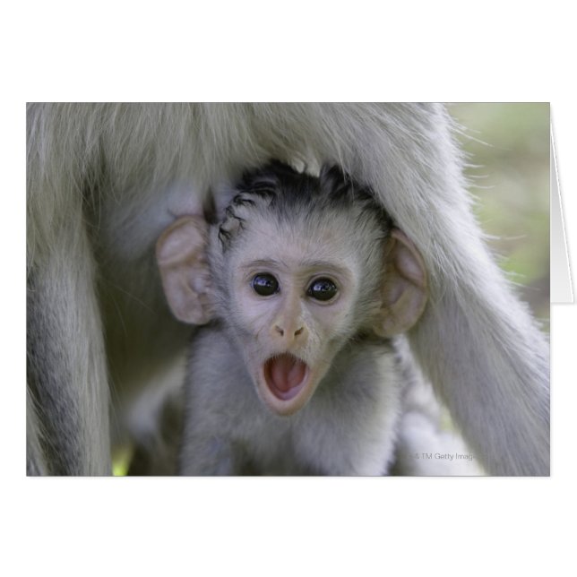Baby baboon underneath its mother (Front Horizontal)