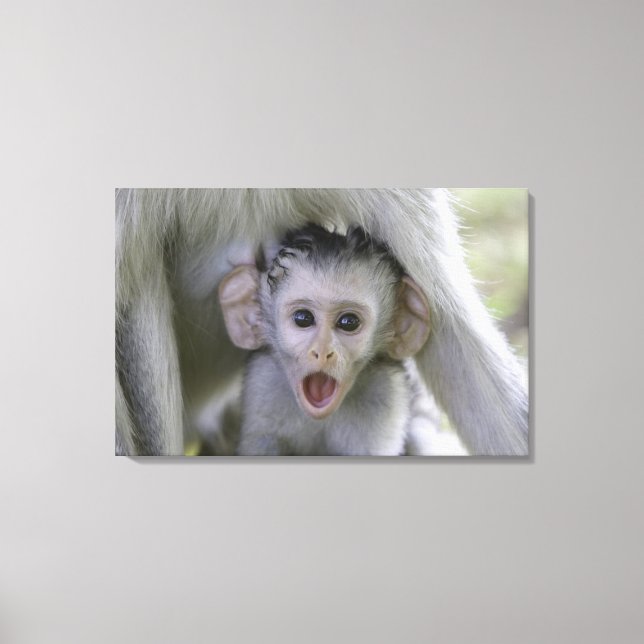 Baby baboon underneath its mother canvas print (Front)