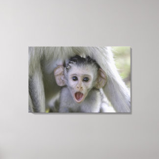 Baby baboon underneath its mother canvas print