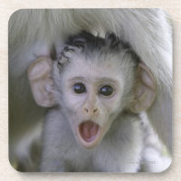Baby baboon underneath its mother