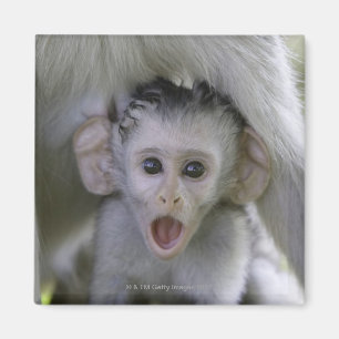 Baby baboon underneath its mother magnet