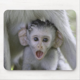 Baby baboon underneath its mother mouse pad