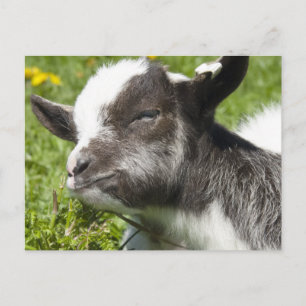 Baby Bagot Goat   Rare Breed Postcard