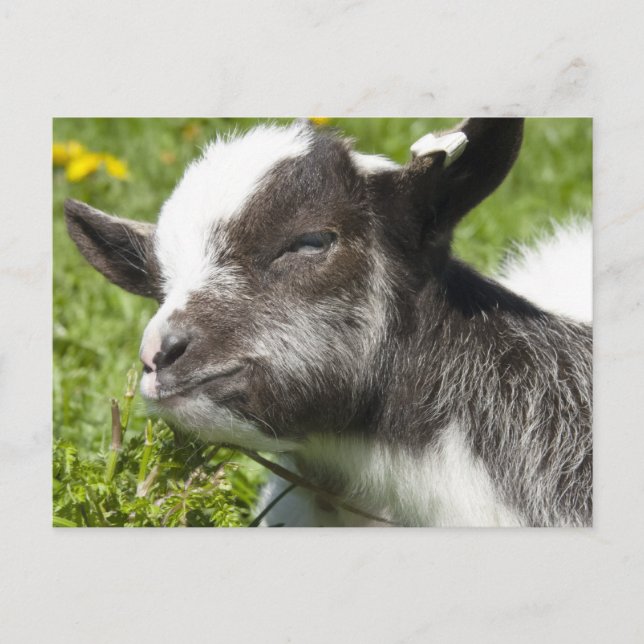 Baby Bagot Goat | Rare Breed Postcard (Front)