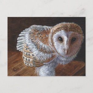 Baby Barn Owl Bird Postcard