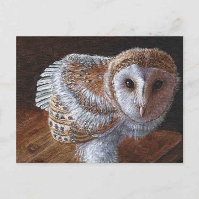 Baby Barn Owl Bird Postcard (Front)
