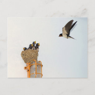 Baby Barn Swallows being fed by their mother Postcard