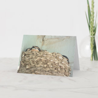 Baby Barn Swallows Greeting Card