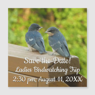 Baby Barn Swallows Nature Bird Photography