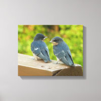 Baby Barn Swallows Nature Bird Photography